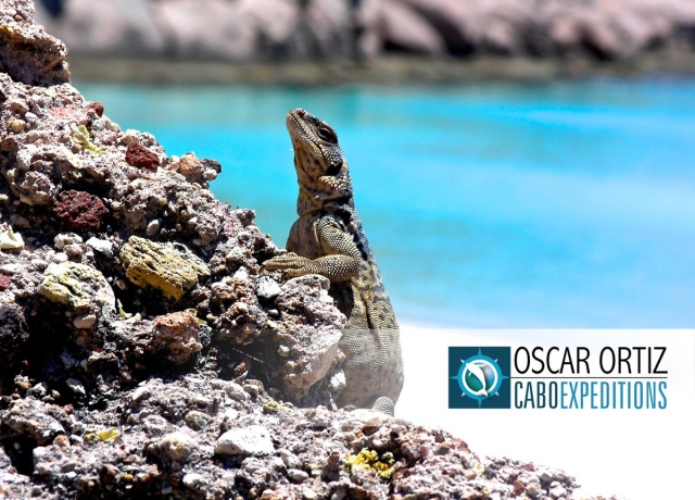 Paraisos en los cabos